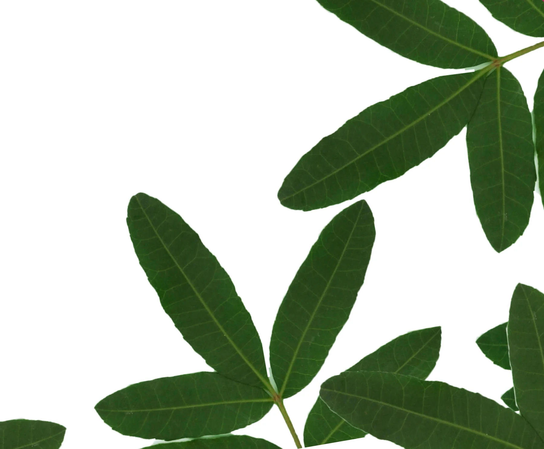 Tea leaves — natural L-Theanine source